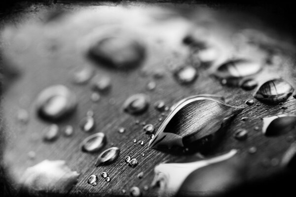 Water drops in black and white contrast