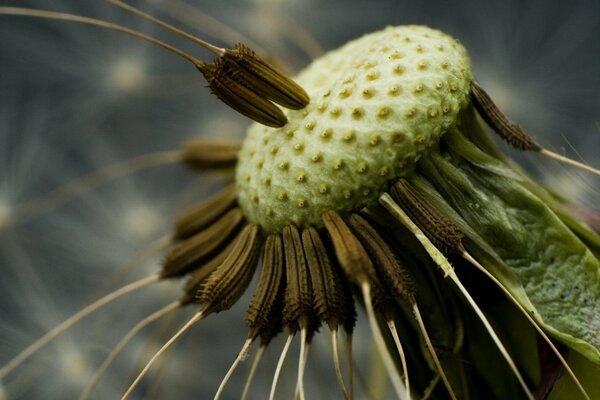 Remaining dandelion seeds after wind spraying