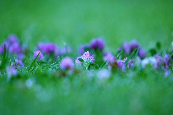 Uno dei fiori di campo estivi è il trifoglio