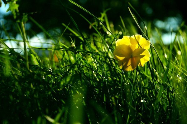 The background is a yellow flower on a green grass