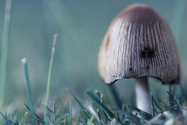 Pilz im Wald. Schöne Natur