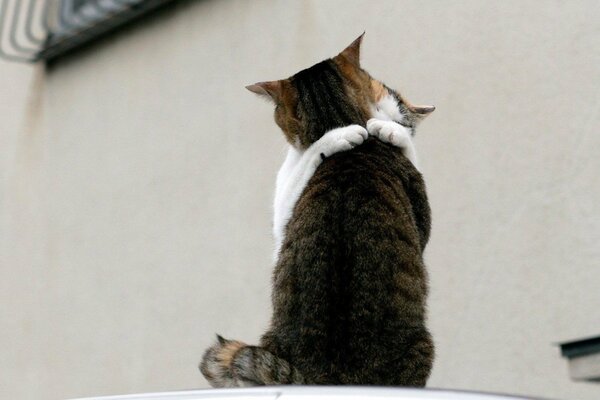 Dos gatos lindo abrazo