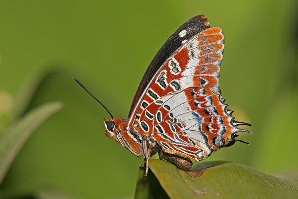 Long antennae of a butterfly on a green leaf