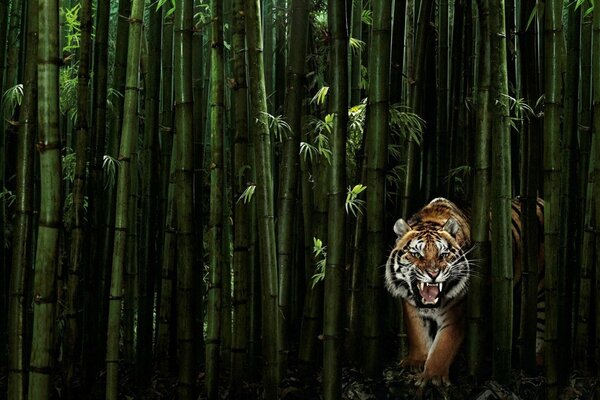 A snarling tiger in green bamboo