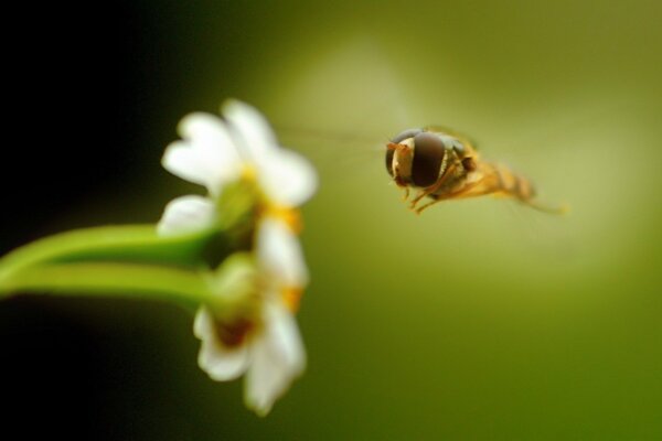 Abeille dans le cadre de la nature verte