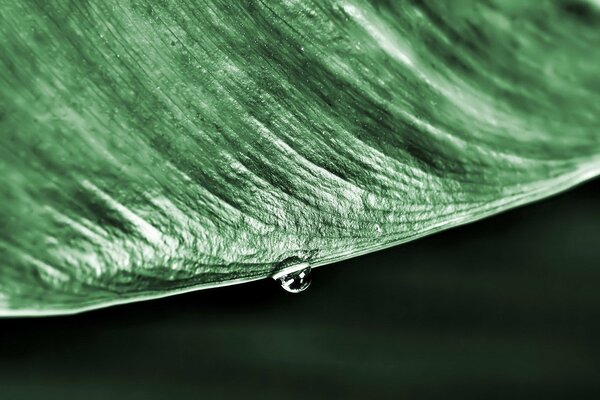 Hintergrund eines Tröpfchens auf einem grünen Blatt