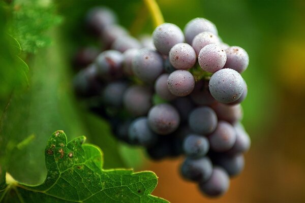 A bunch of dark grapes on the background of their own leaves