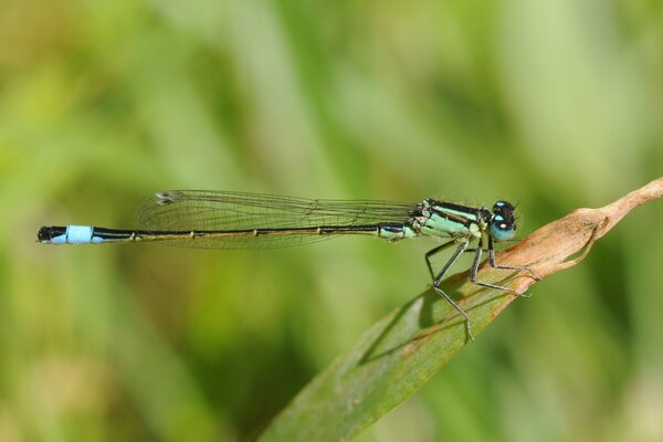 Insecte libellule sur feuille verte