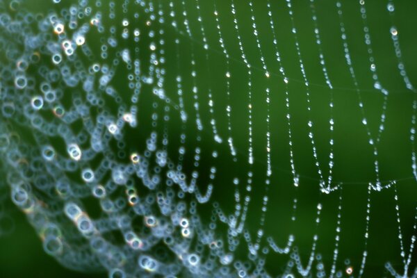 Telarañas en el rocío de la mañana brillo de diamantes