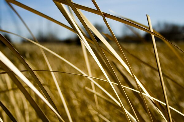 Herbstliches Feld mit goldenem Glanz