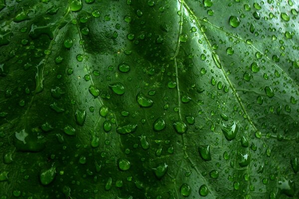 En una hoja verde verde con gotas