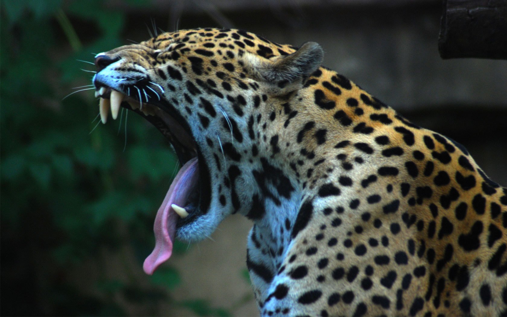 langue renversée bouche ouverte jaguar animaux prédateurs félins sourire