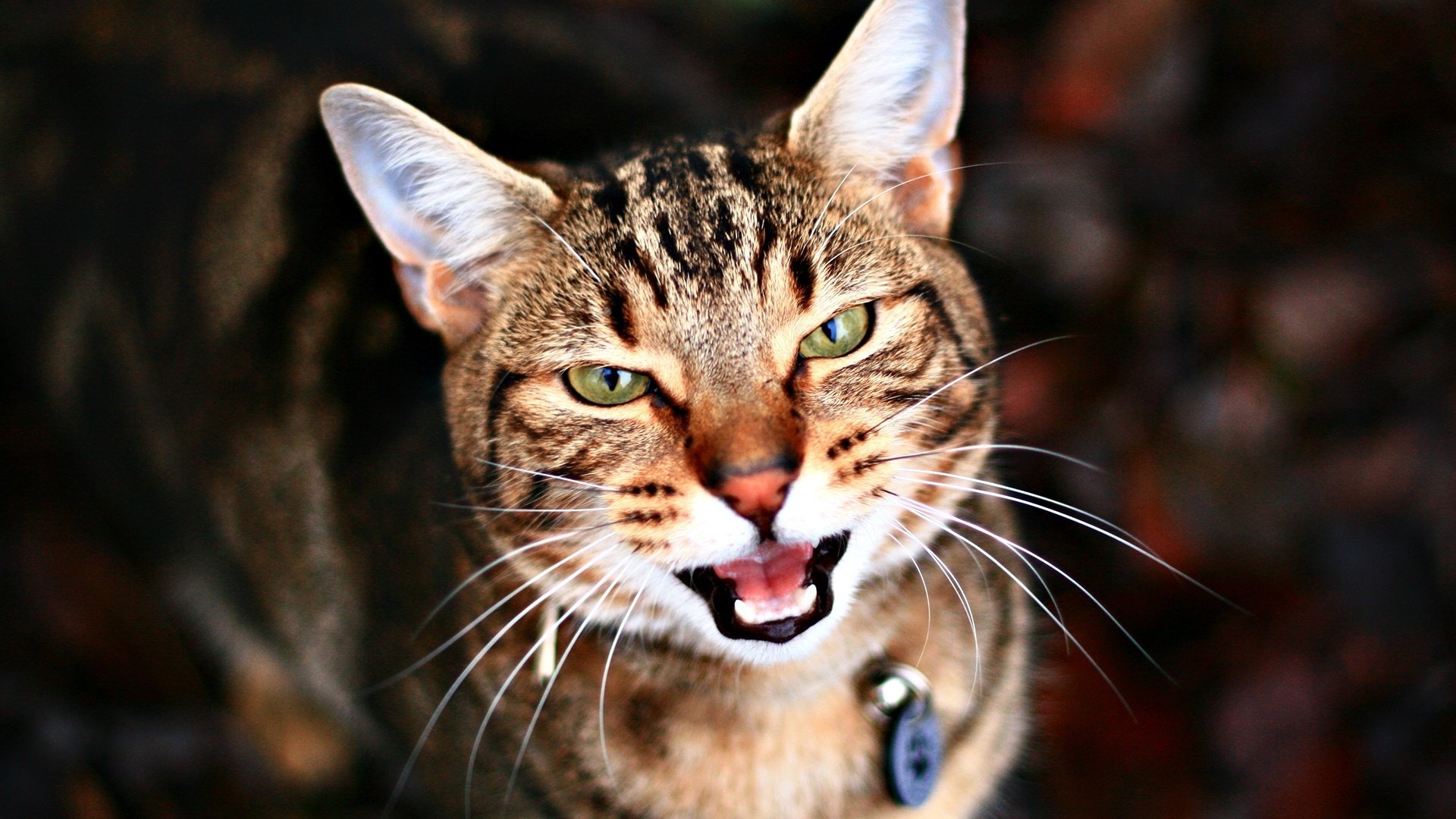 chat mécontent collier animaux vue félin yeux