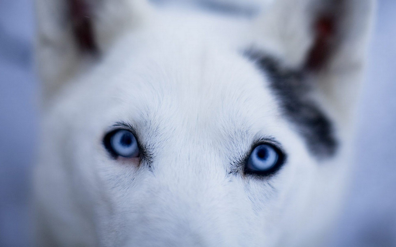 the muzzle of a dog good eyes light wool dogs look eye