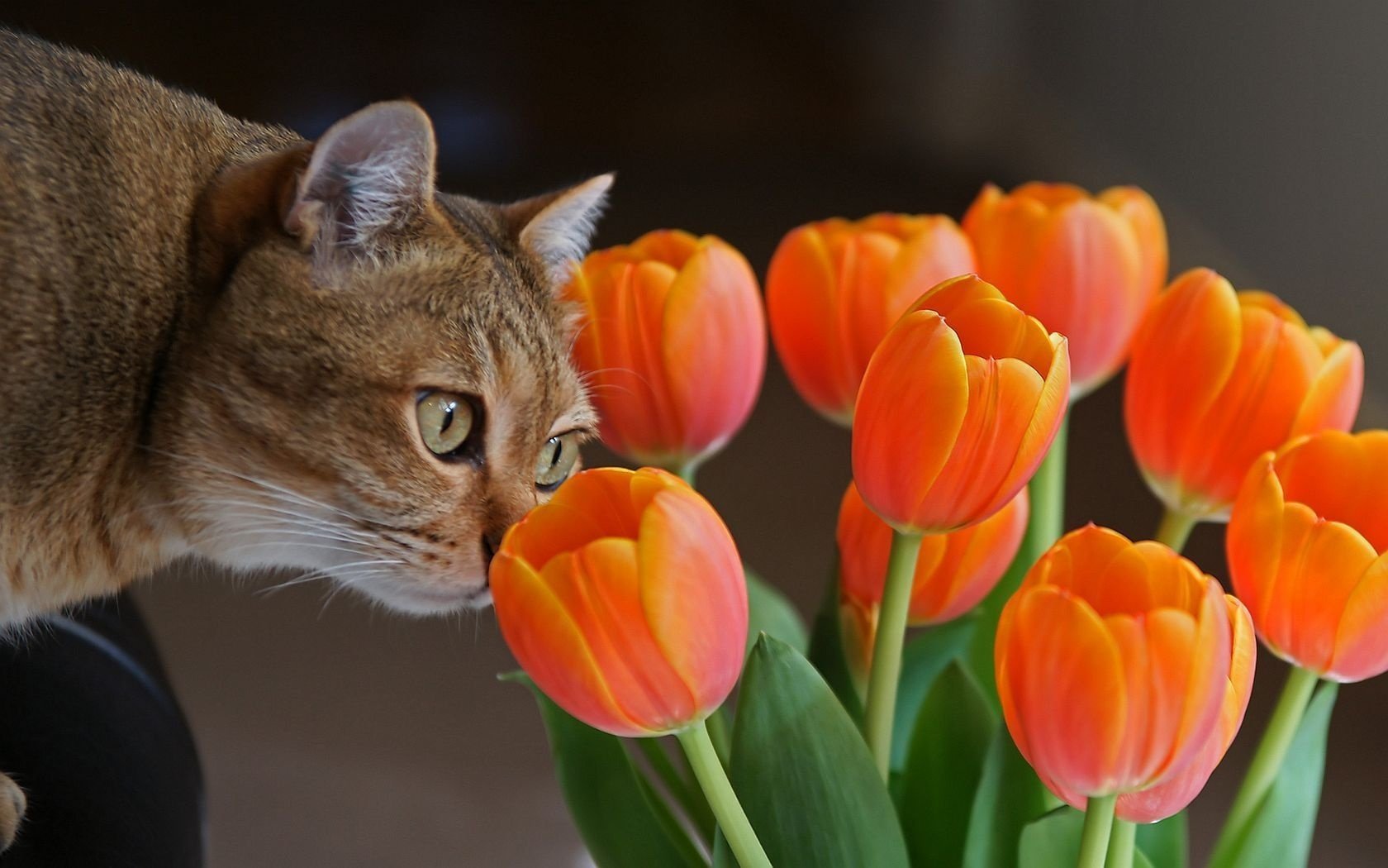 kwiaty tulipany kot zwierzęta spojrzenie kocie oczy