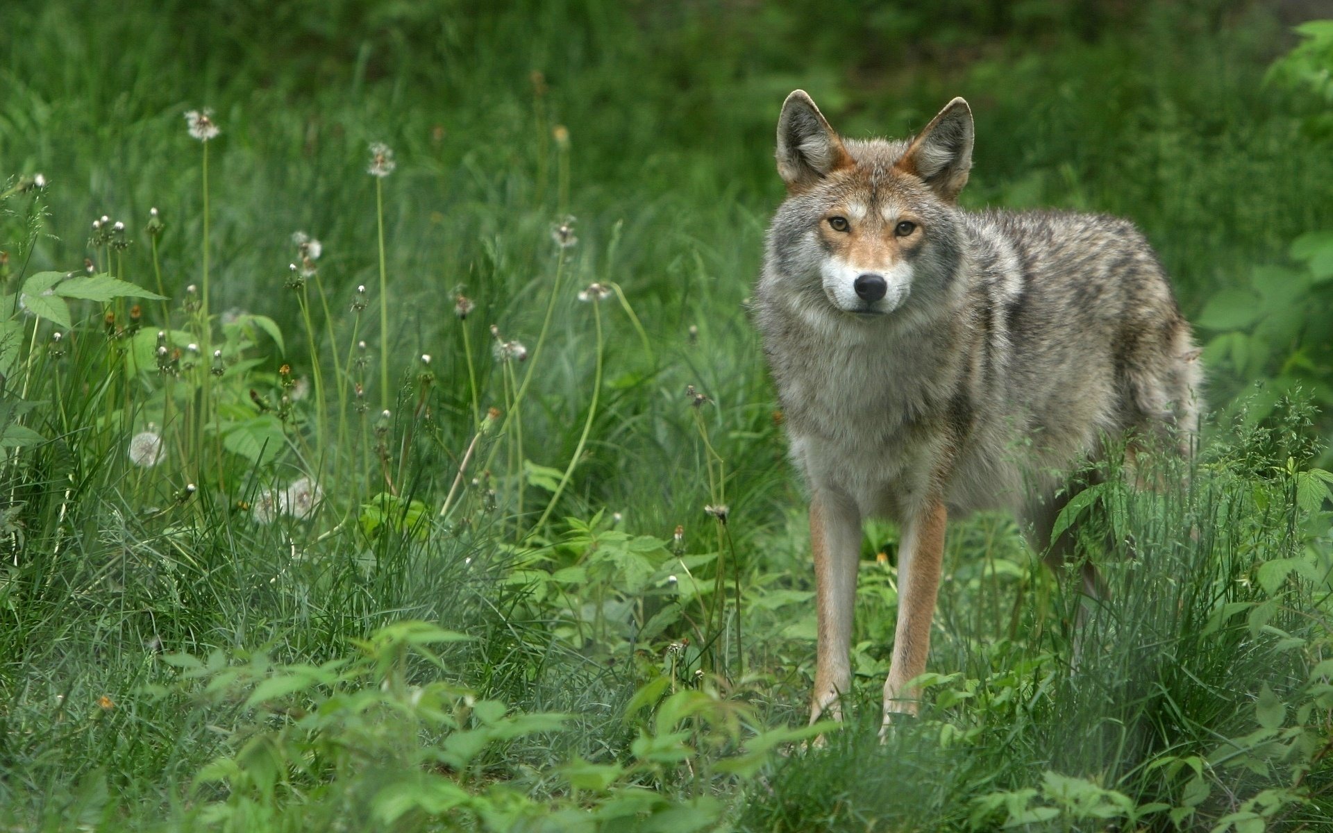 primavera lupo grigio fauna selvatica lupi vista