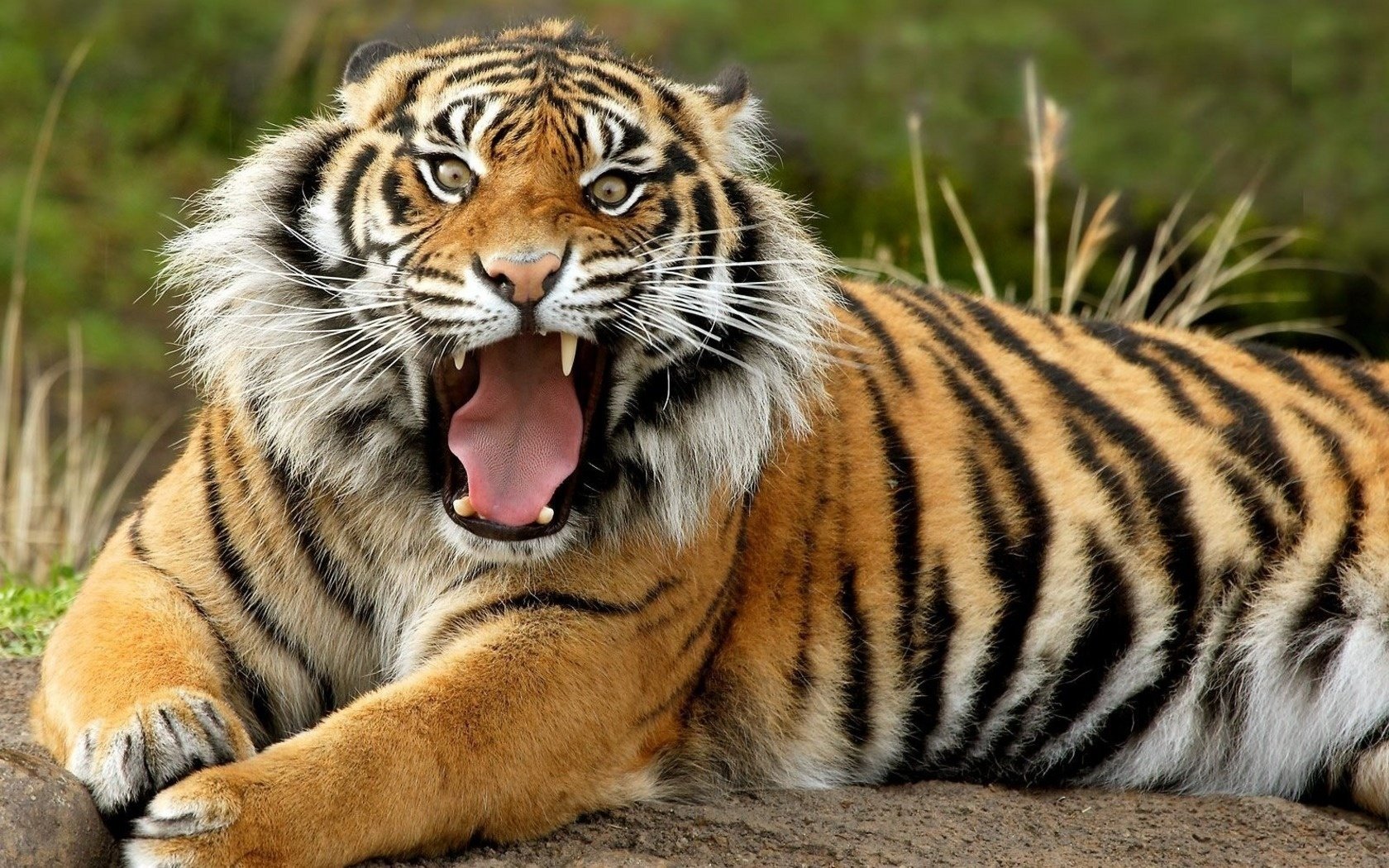 what a mug tiger koshak animals predators look grin cat eye