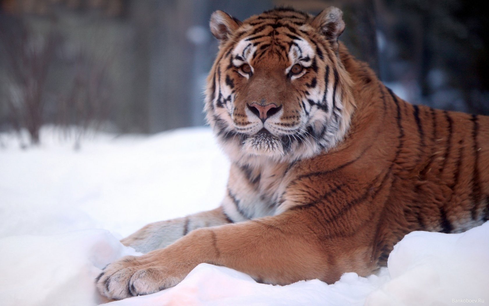 hiver congères de neige chat rayé tigre animaux prédateurs vue félin yeux