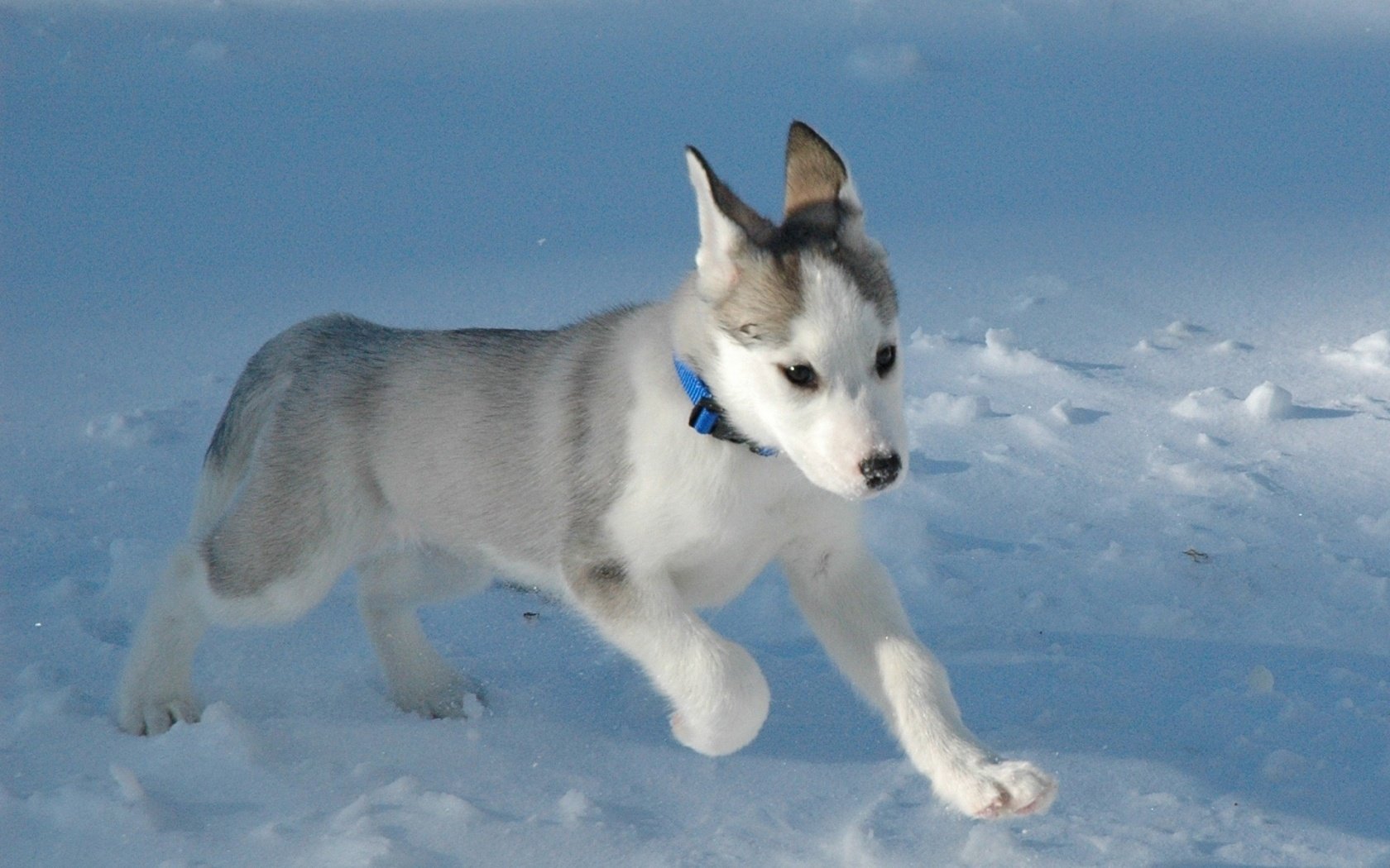 cucciolo husky muso allungato occhi azzurri corsa cani cuccioli