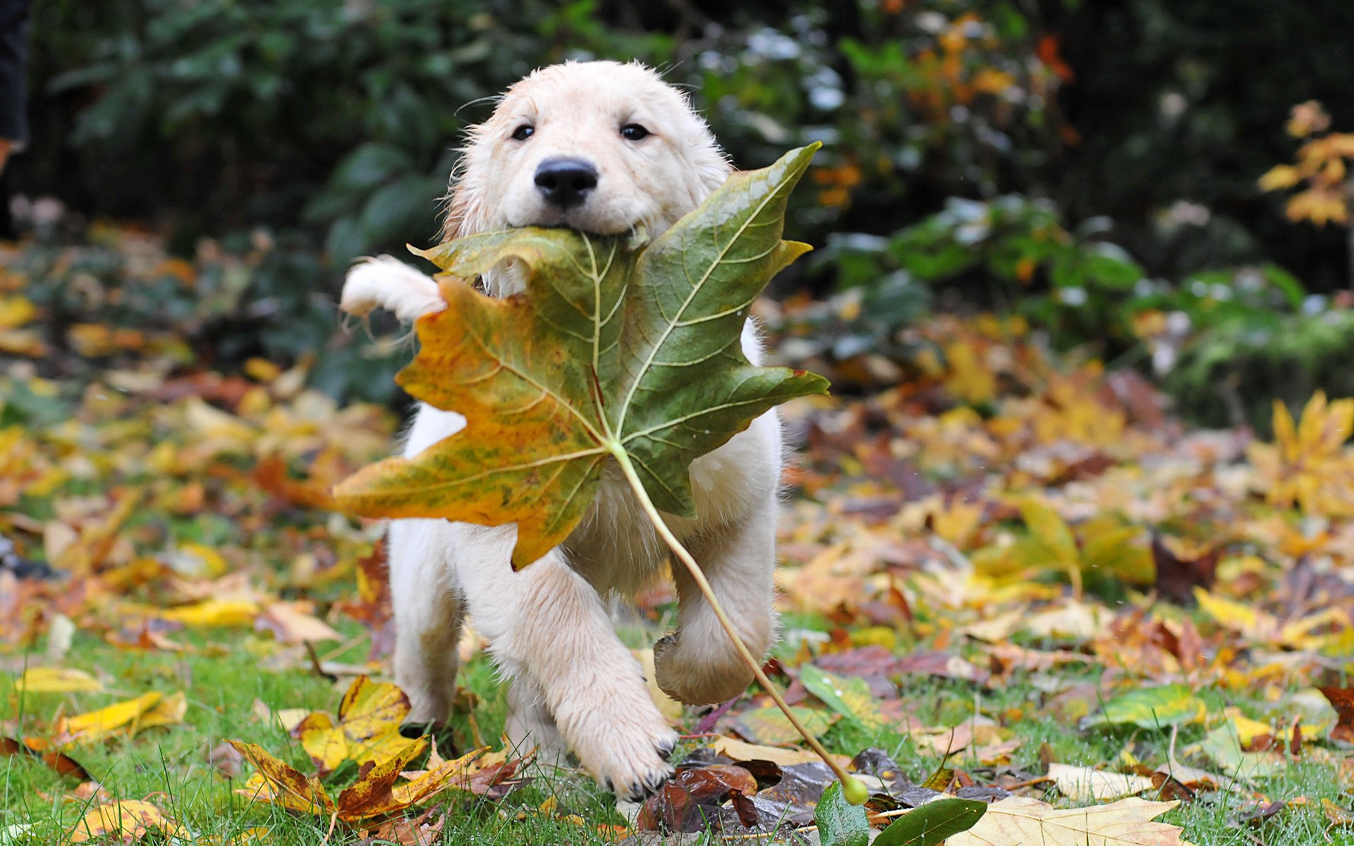 bozal contento cachorro juego hoja de arce perros