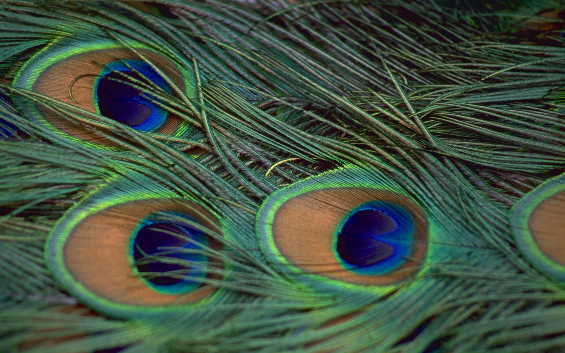 feathers color peacock