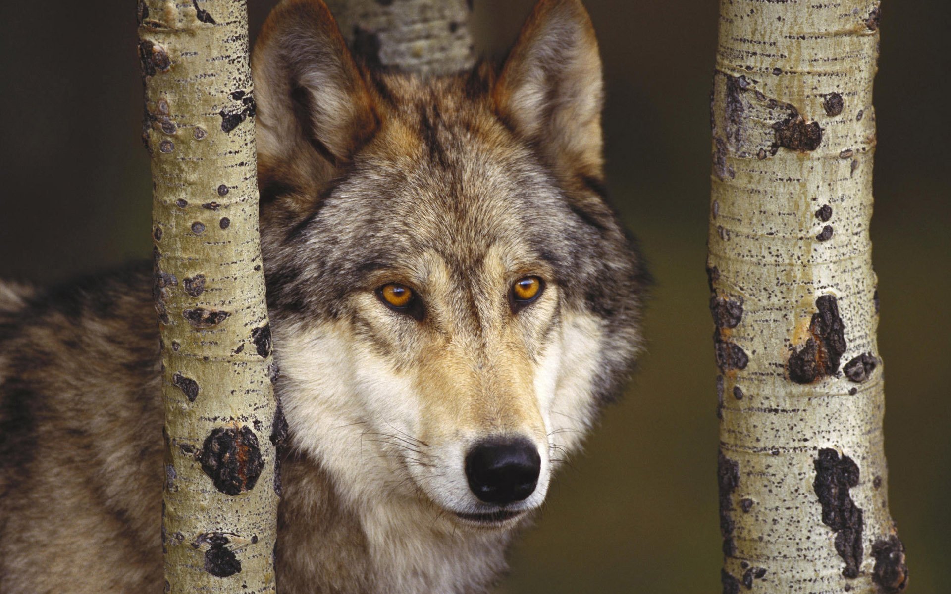 troncos de abedul hocico de lobo gris lobos vista