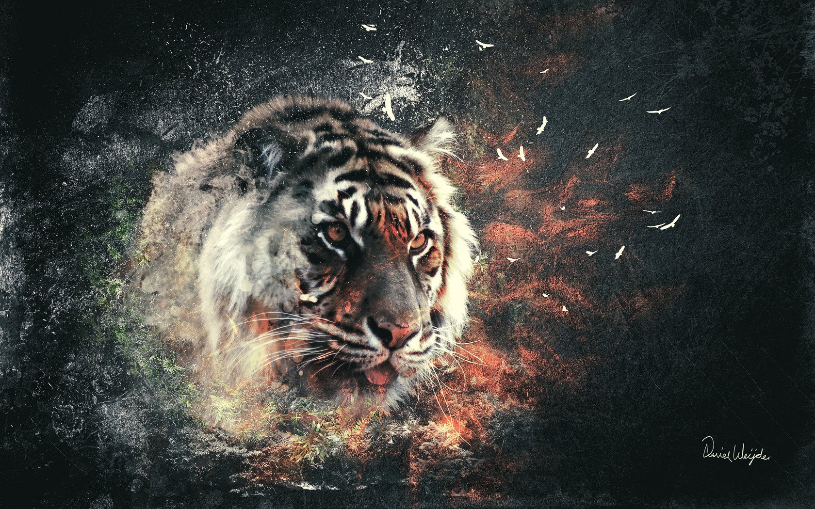 the tiger smoke fire animals predators look cat eye