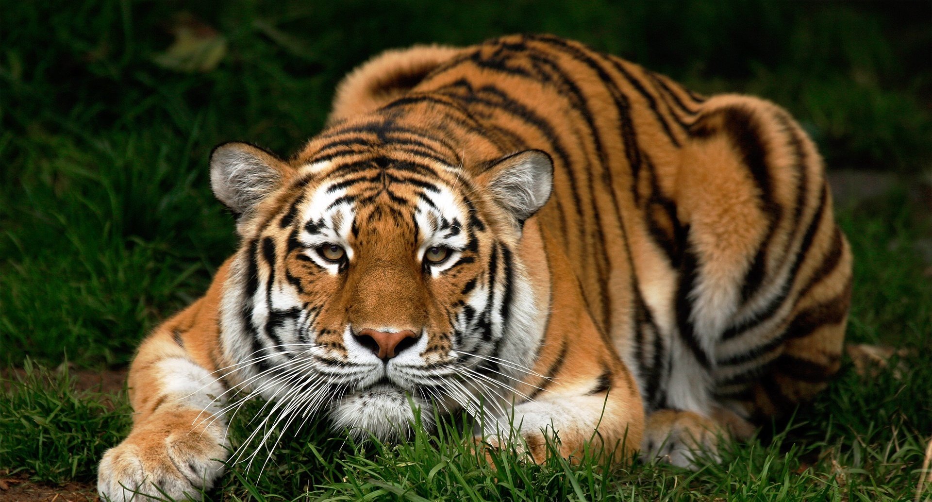 important eyes evil face tiger animals predators look cat eye