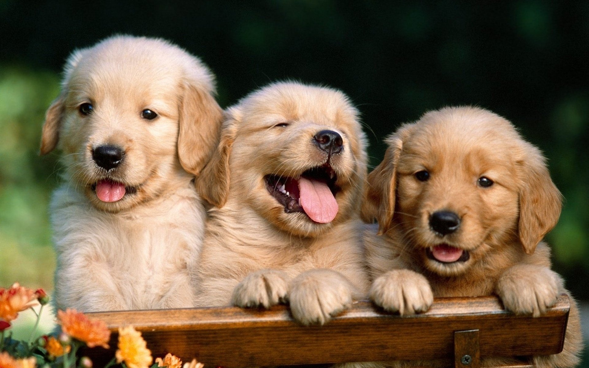 chiots sur le banc museau génial labradors chiens chiots regard