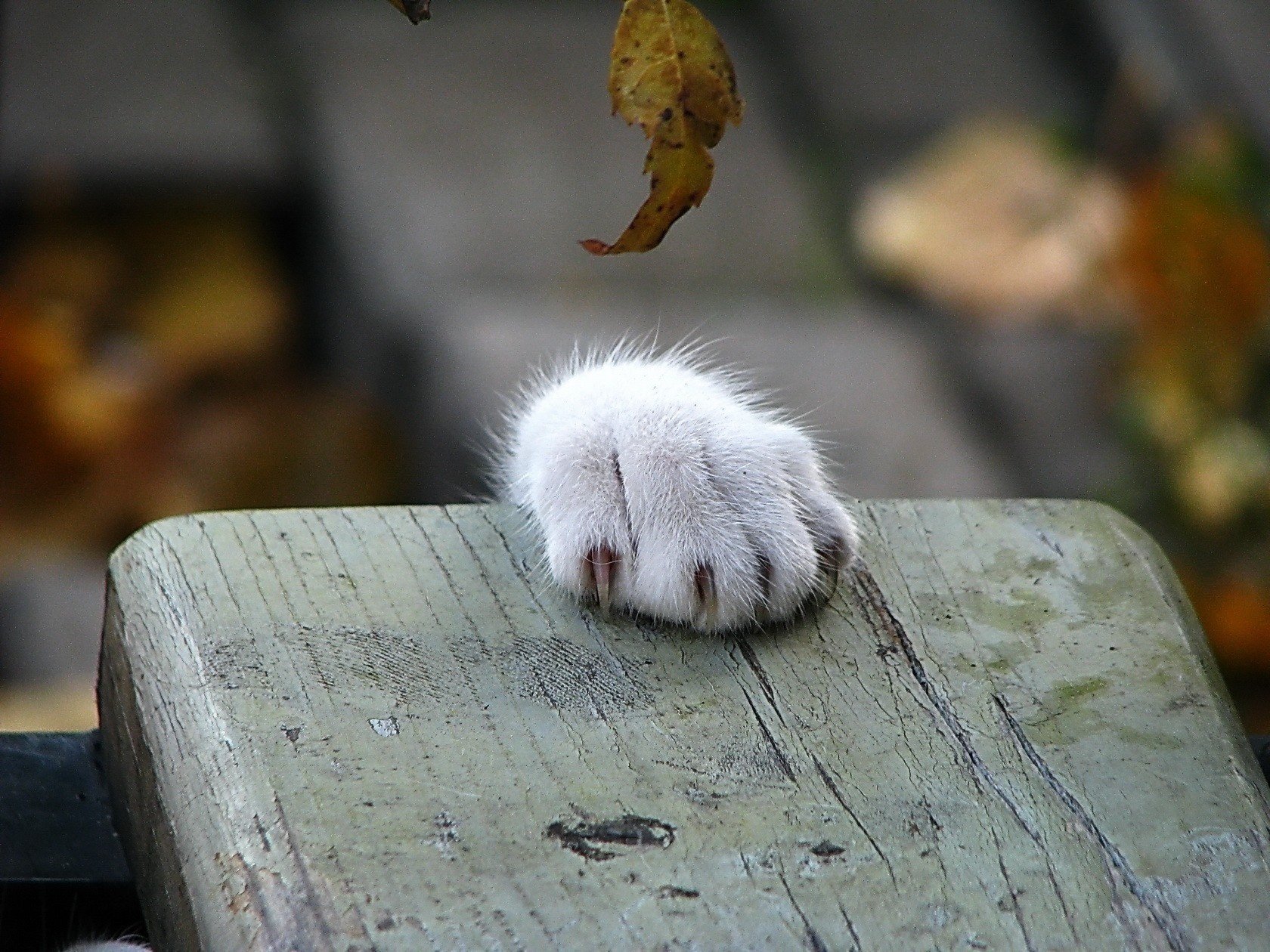 patte de chat banc automne