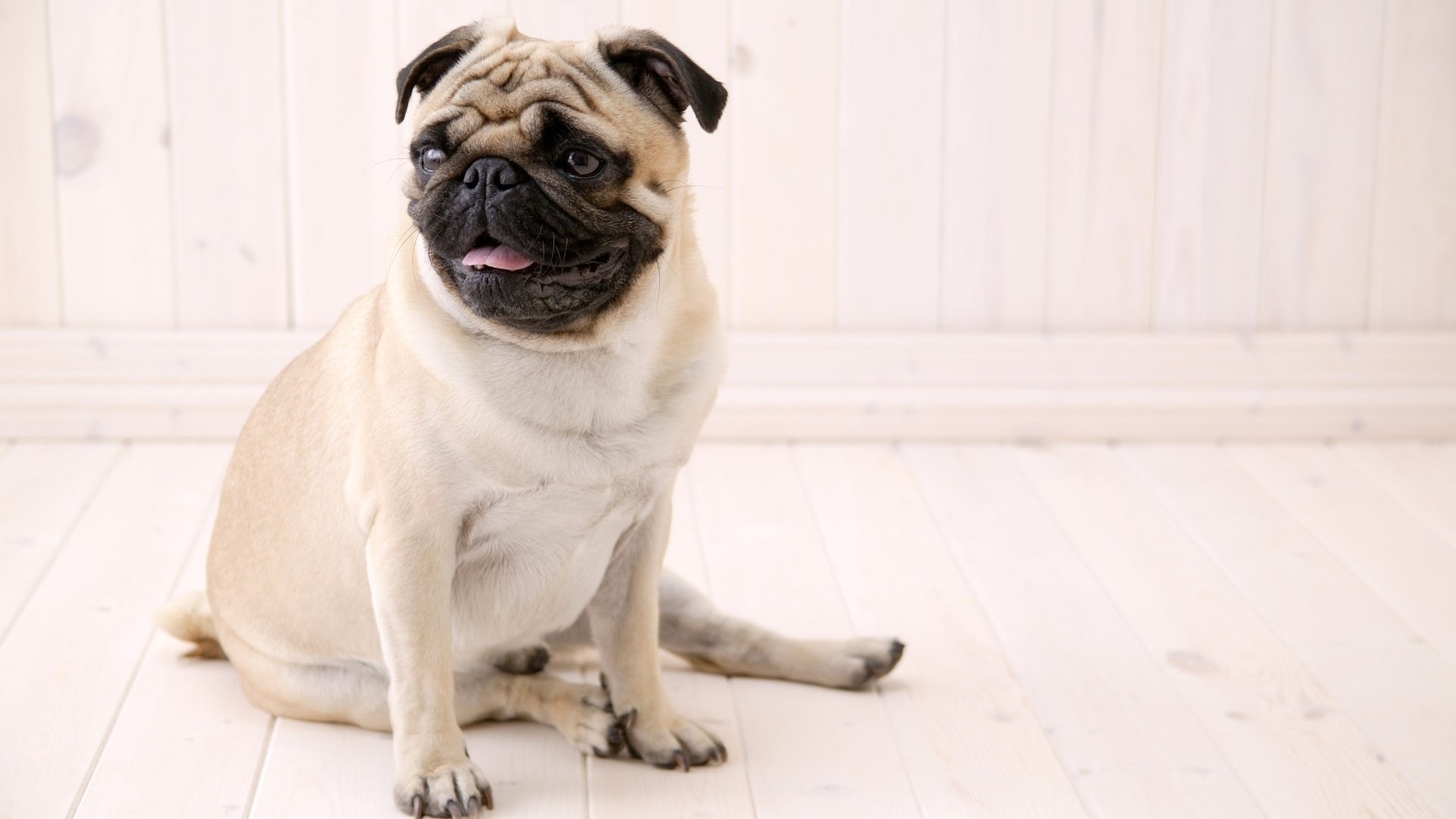 collapsed white dog pug dogs look