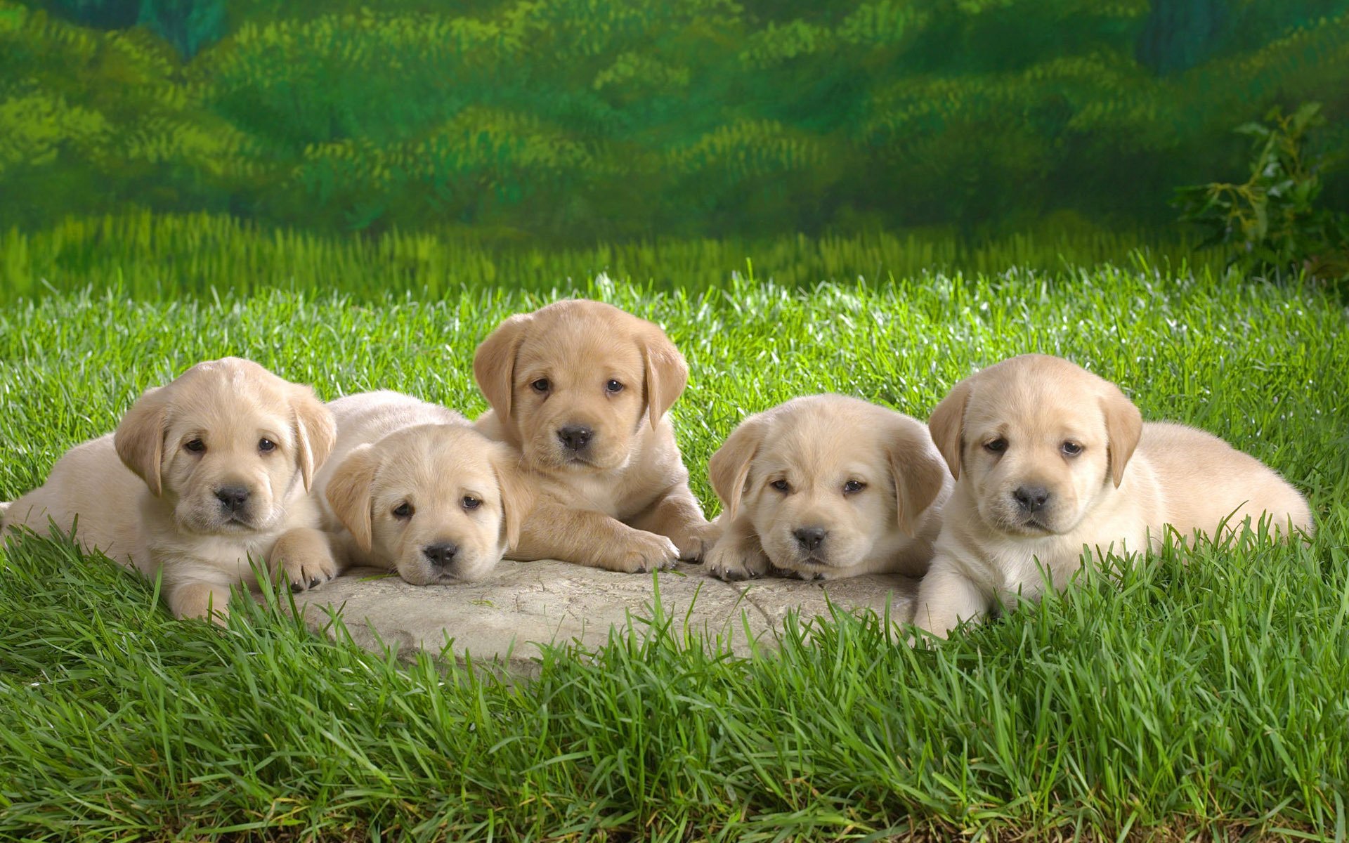 hierba verde cachorros migas pequeñas perros