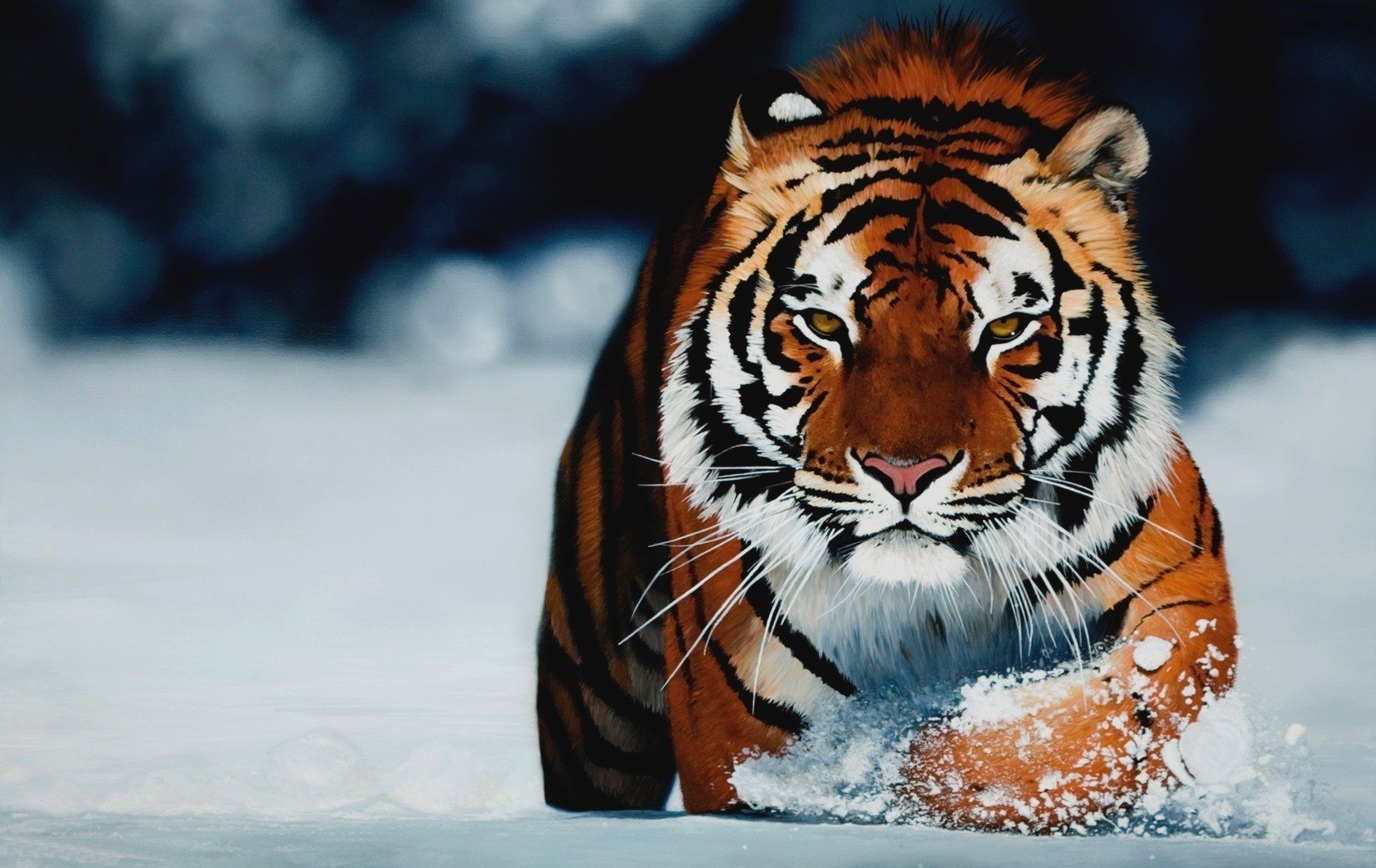 gestreiftes raubtier schnee winter tiere raubtiere blick katze augen