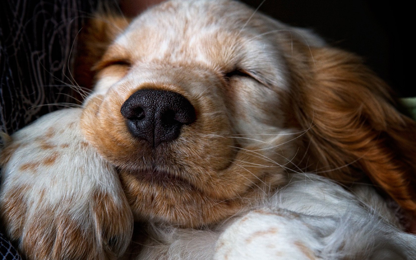 museau mignon sommeil d enfant chien chiens sommeil