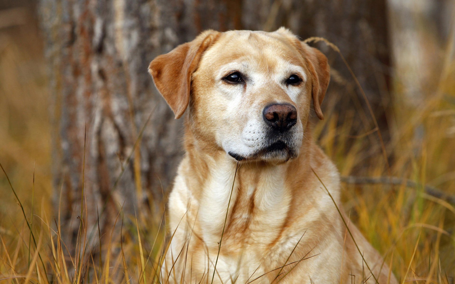 red color dog good eyes hunting look forest tree grass background dog