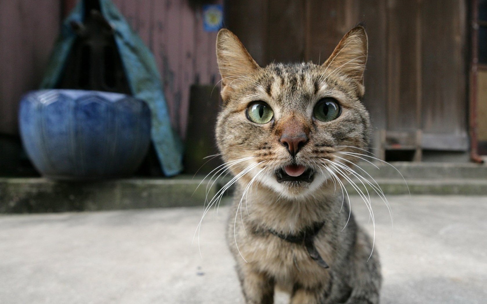 muso funky occhi verdi antenne lunghe animali gatto sguardo gatto occhi macro