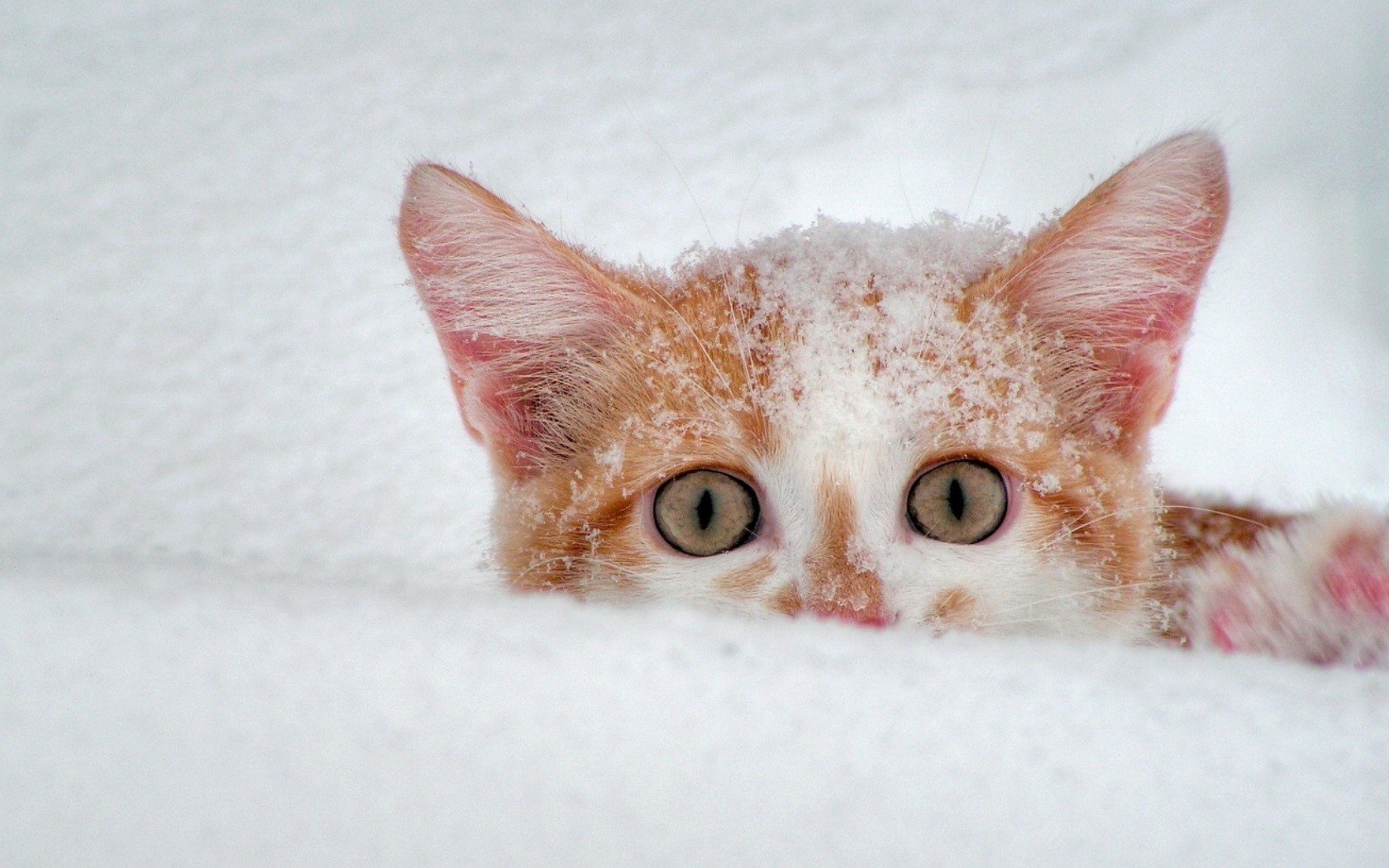 winter red cat snow animals look cat eyes macro