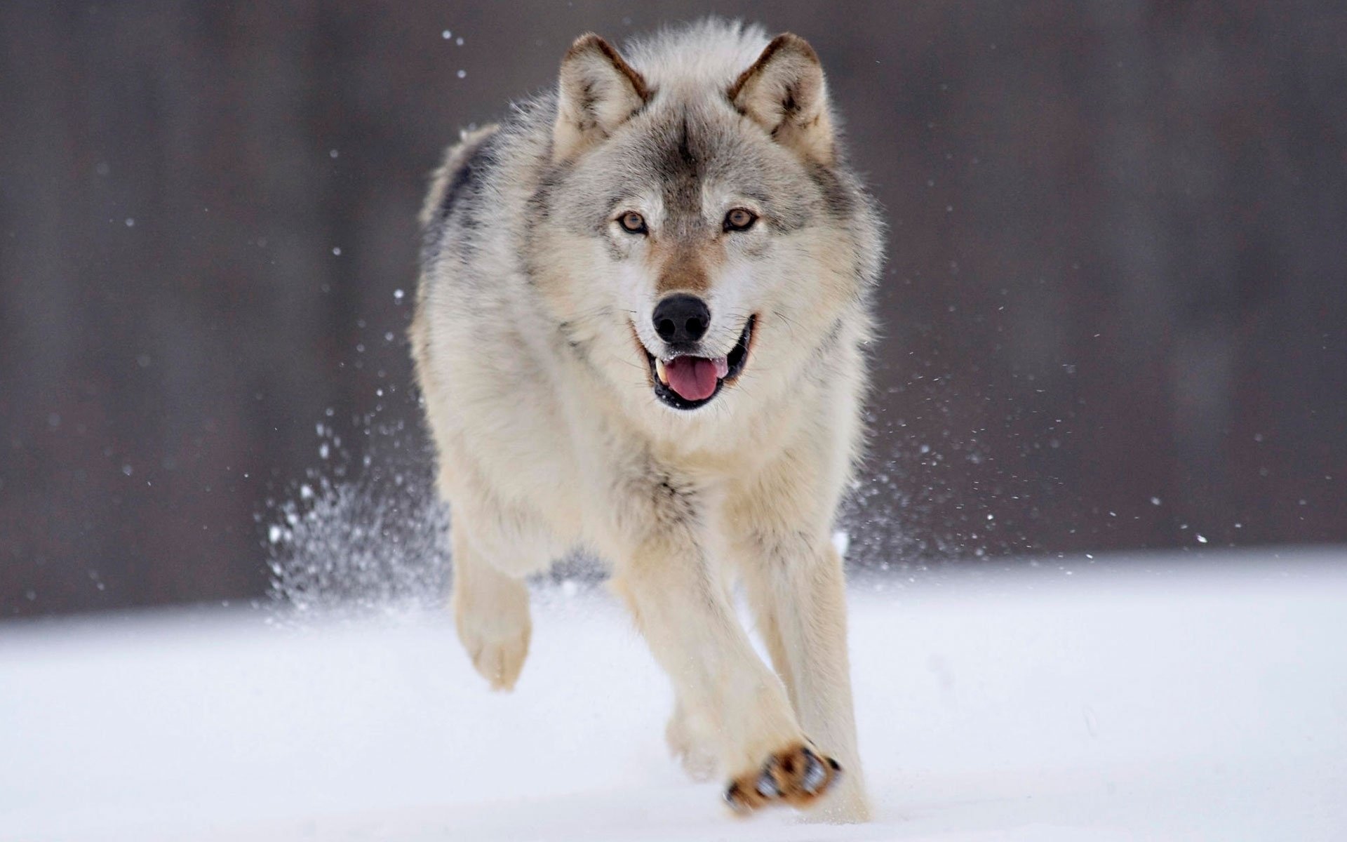 vitesse neige hiver loup blanc loups vue