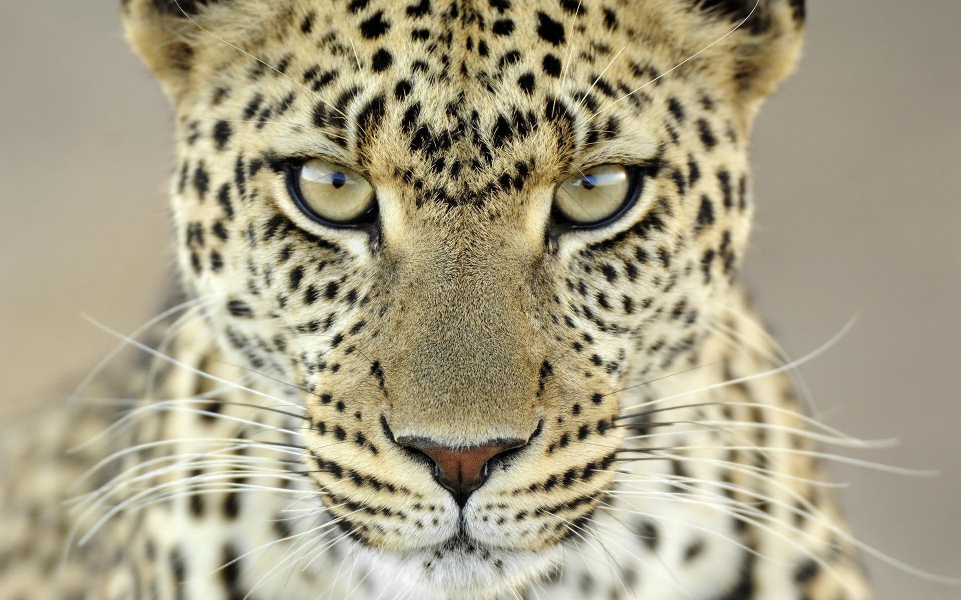 leopardo mirada formidable color claro animales depredadores mirada gato ojos macro