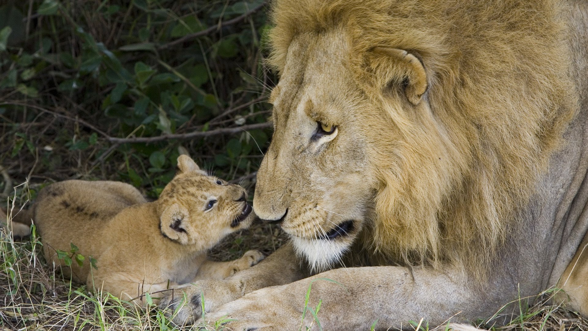 papa roi bête lionceau animaux prédateurs félin vue yeux