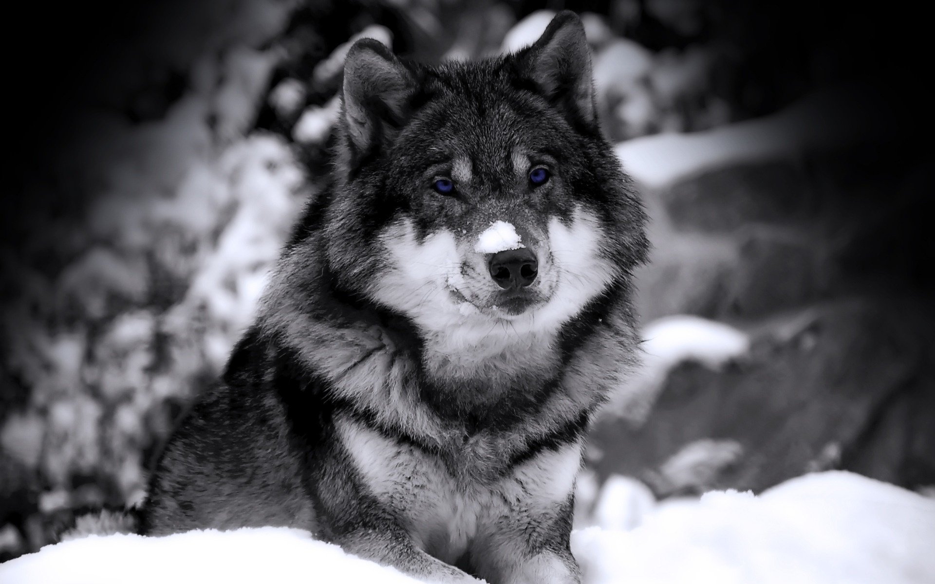 nieve en la nariz lobo ojos azules vista