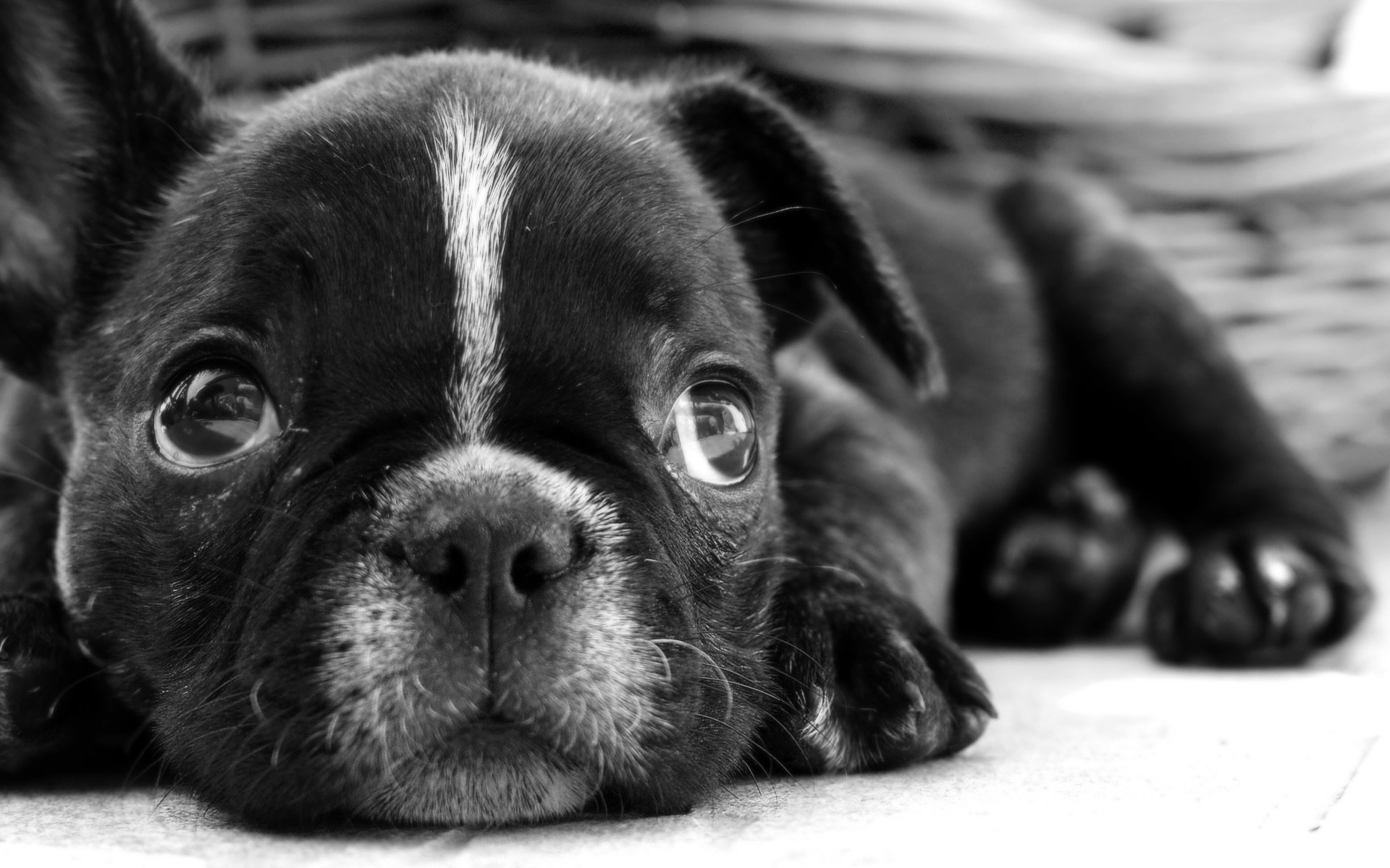 französisch welpe schwarzes fell gute augen hunde aussehen bulldogge tiger streifen