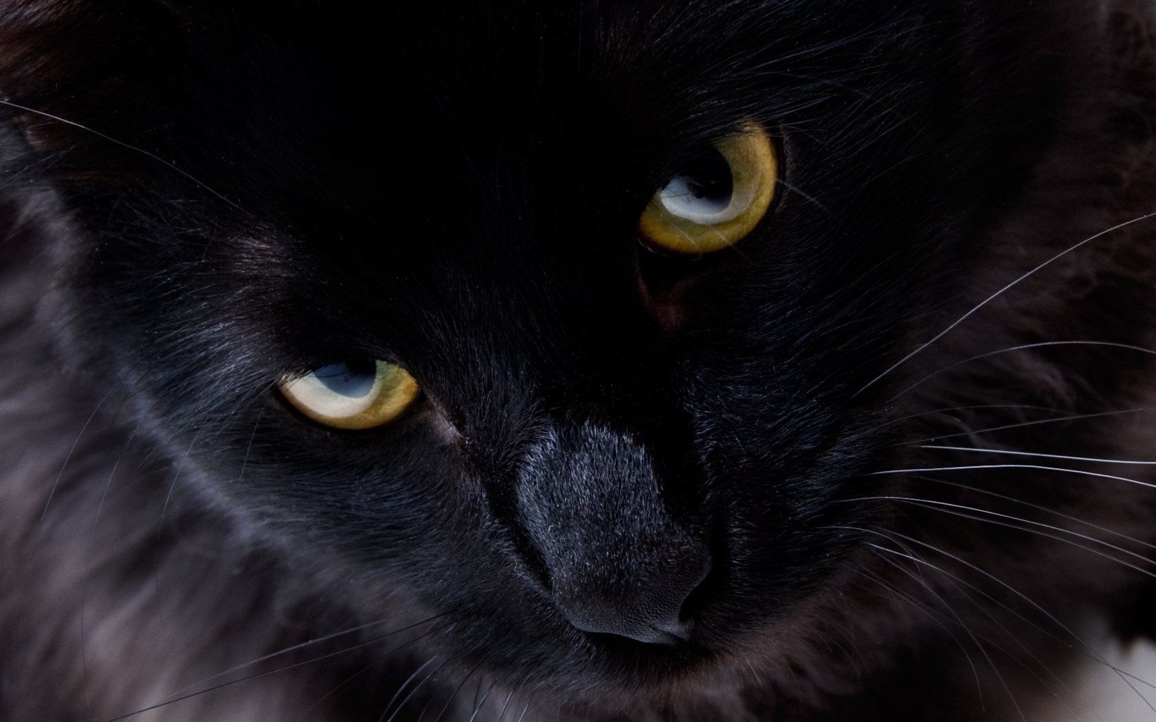 yellow eyes black fur antennae animals cat gaze feline eyes macro