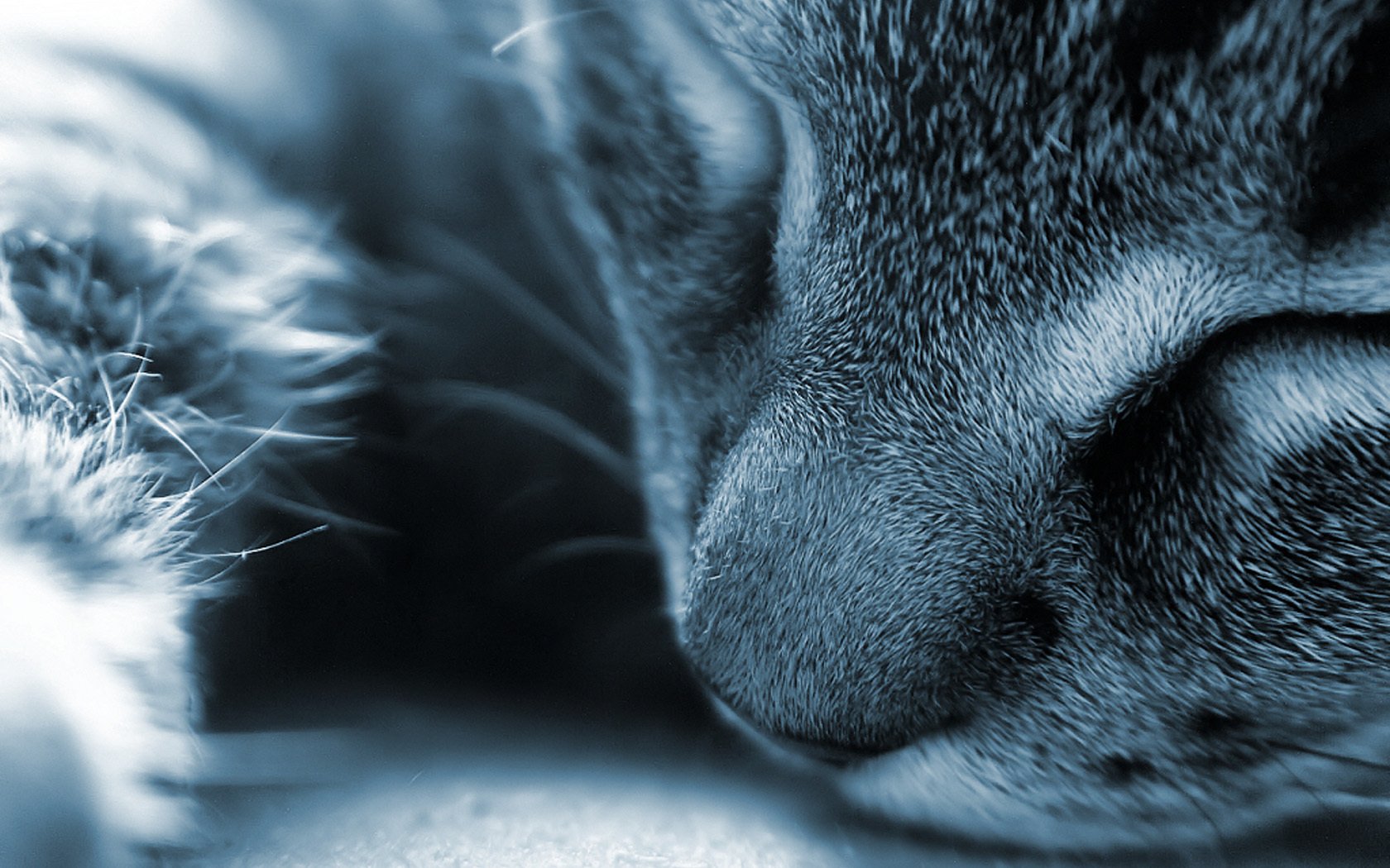 faccia del gatto grigio bianco sonno animali felini macro