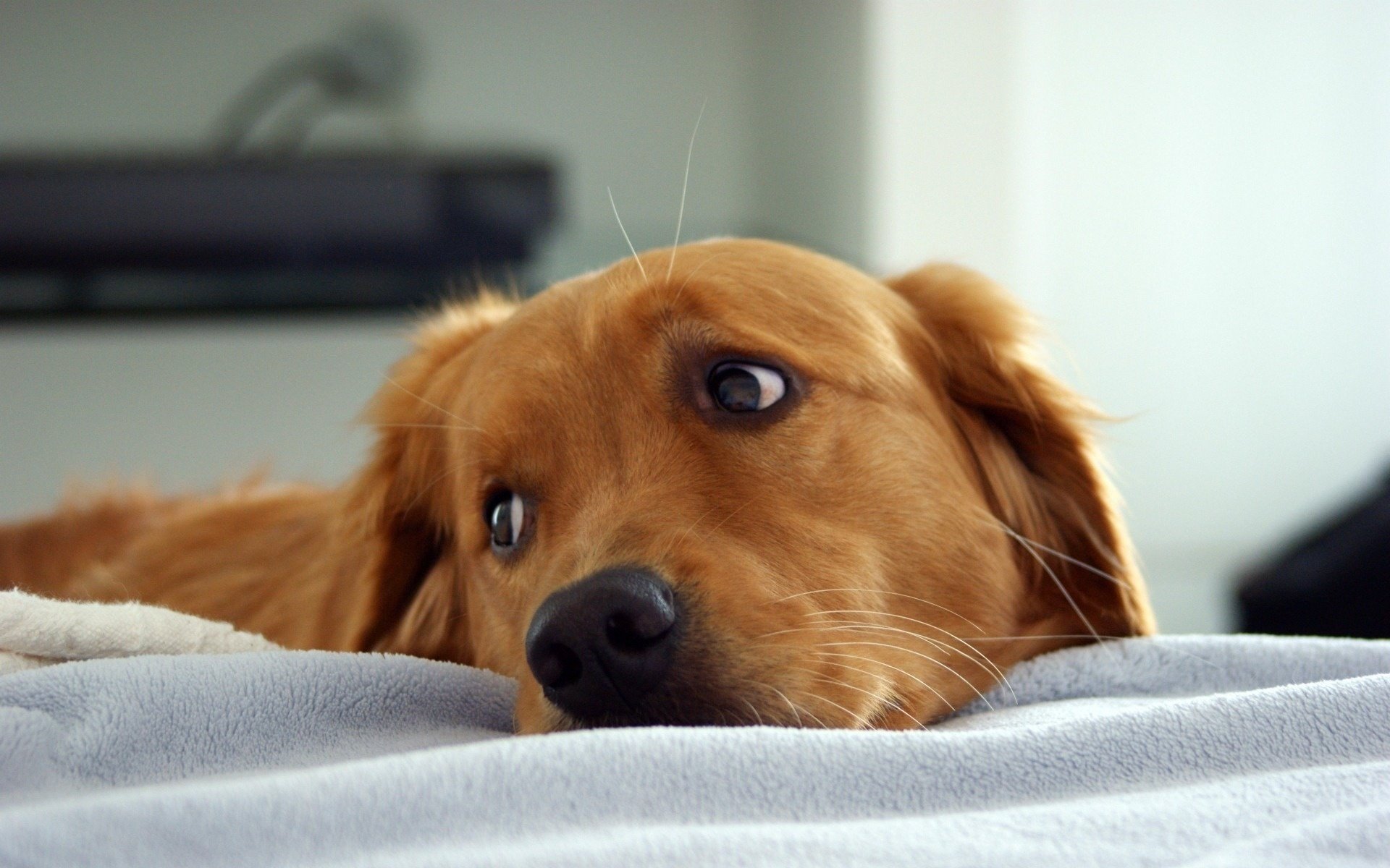 roter hund blick zur seite herumliegen hunde blick