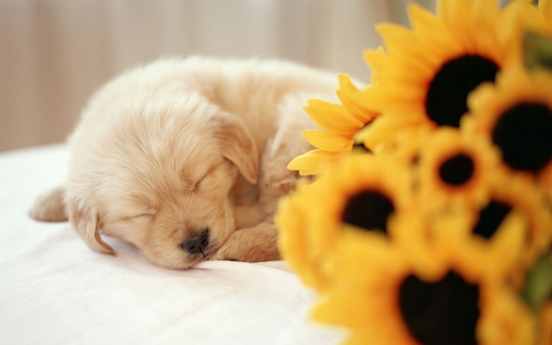 sonnenblumenstrauß blumen süßer traum welpe hunde schlaf