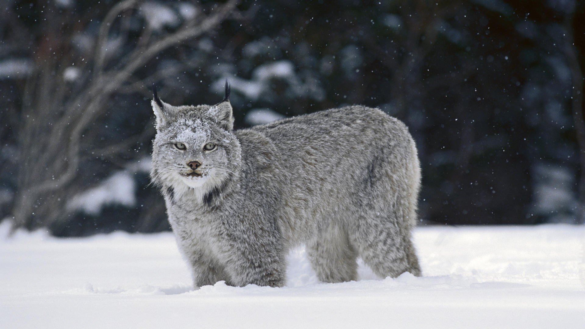 piccoli fiocchi di neve lince inverno animali predatori vista gatto occhi