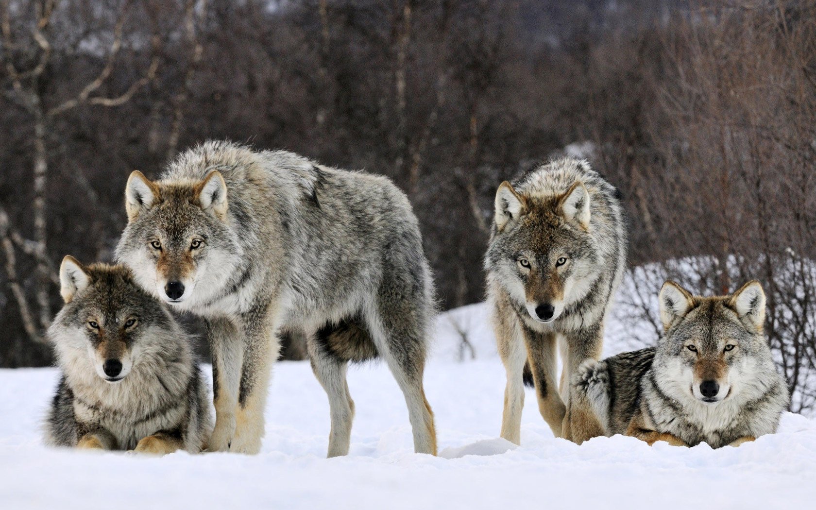 guapos grises bandada de lobos nieve lobos mirada invierno