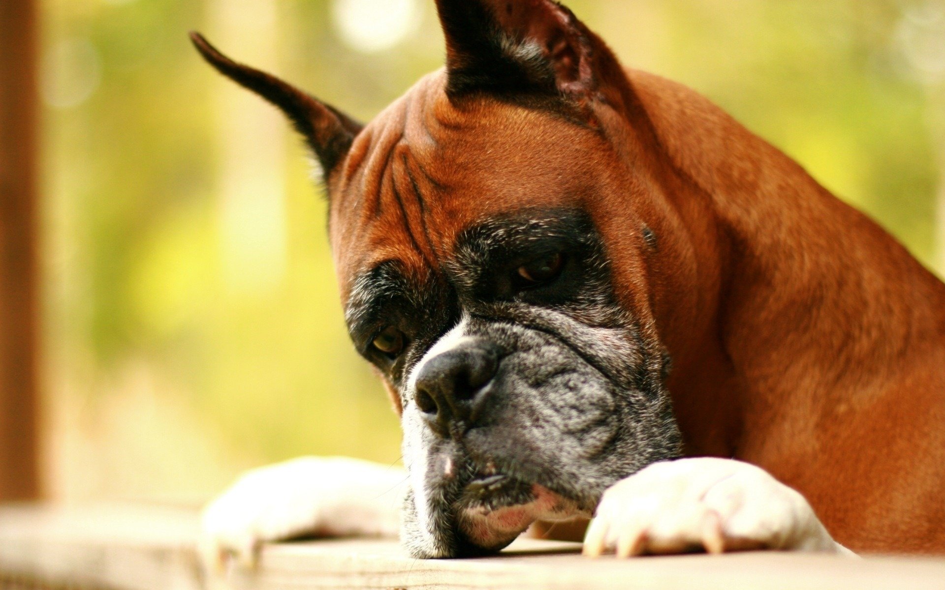 pugile ferito dalla vita cane cani sguardo