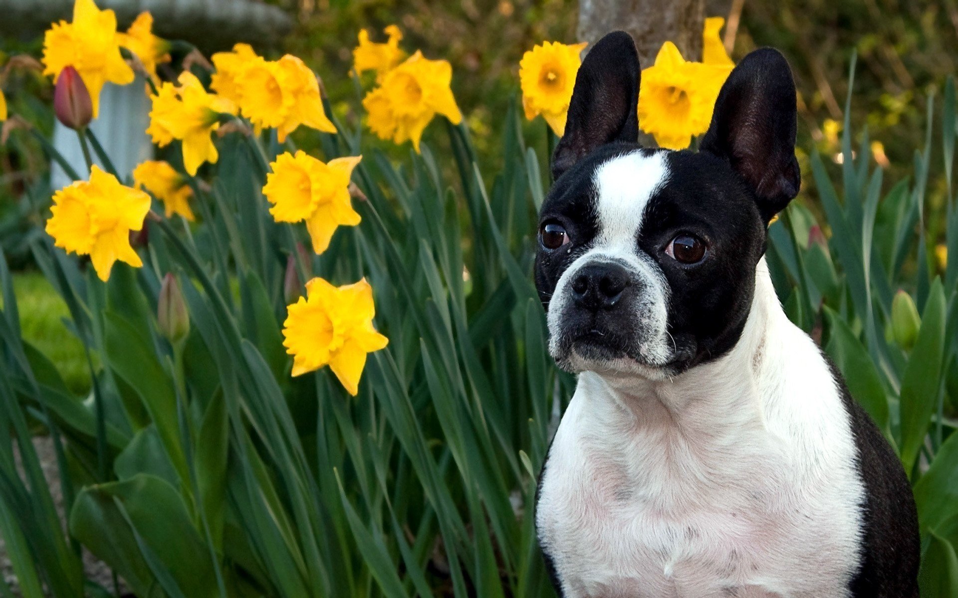 daffodils yellow flowers dog good eyes dogs look